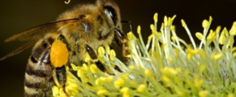 Powiększ obraz: Światowy Dzień Pszczół
